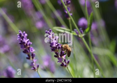 Bee on lavender collects pollen Germany Stock Photo