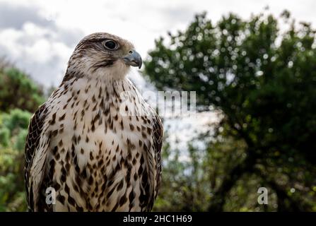 Close up portrait of a white and gray peregrine falcon Stock Photo