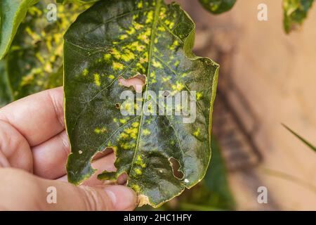 gardener's hand shows an example of sick indoor or garden plant. Gnawed by caterpillars or garden pests, plant leaf aphids