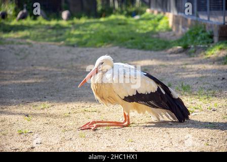A large black and white bird sits on the ground with its long legs tucked up . Stock Photo