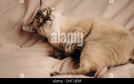 A cute cheerful tabby domestic cat lies on a soft bed with a striped blanket and happily plays with a ball of wool. A pet and toys. Stock Photo