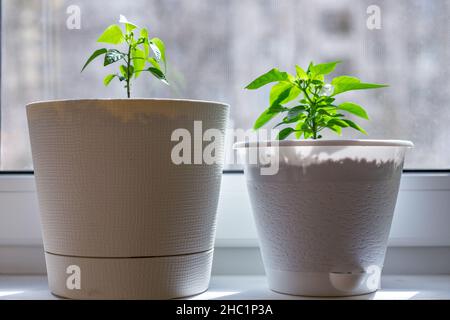 small plants (peppers) in pots on the windowsill Stock Photo