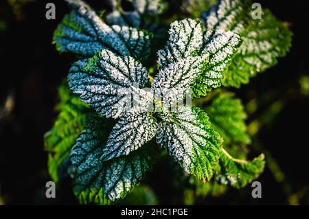 Top-down image of a nettle covered with a thin layer of frost in the sun on a winter's day Stock Photo