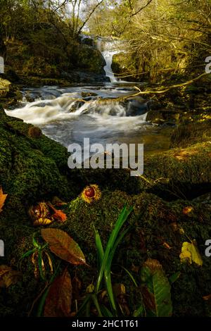 High Force waterfalls, Aira Beck, upstream of Aira Force in the Lake District, UK.  Sweet Chestnuts lay on a moss-covered tree trunk in the forground Stock Photo