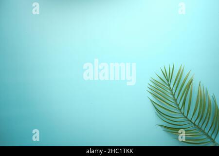 Tropical background i with palm leaf and green color Stock Photo
