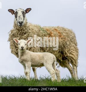 Portrait of a Swaledale mule sheep or ewe with her young lamb, looking at camera.  Close-up. Clean background.  Copyspace.