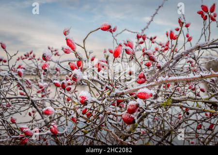 Rose hips the beautiful bright red berries covered with a layer of ice with beautiful ice crystals, in the month of December, Netherlands Stock Photo