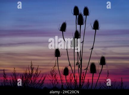 22 December 2021, Brandenburg, Sieversdorf: The withered inflorescences of the wild cardoon (Dipsacus fullonum) can be seen against the colourful sky at sunset. Photo: Patrick Pleul/dpa-Zentralbild/ZB