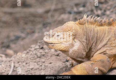 Galapagos land iguana (Conolophus subcristatus), an species endemic to the Galapagos islands Stock Photo