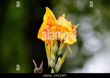 Vivid yellow flowers of Canna indica, commonly known as Indian shot, African arrowroot, edible canna, purple arrowroot or Sierra Leone arrowroot, in s Stock Photo