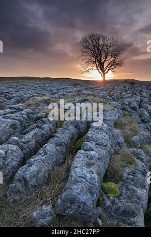 A lone sycamore tree grows on limestone pavement at Malham Lings, close to the village of Malham in the Yorkshire Dales National Park, UK Stock Photo