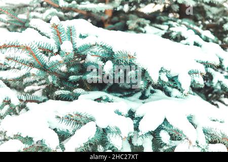 Snow-covered spruce branches close up. Natural winter background. Stock Photo