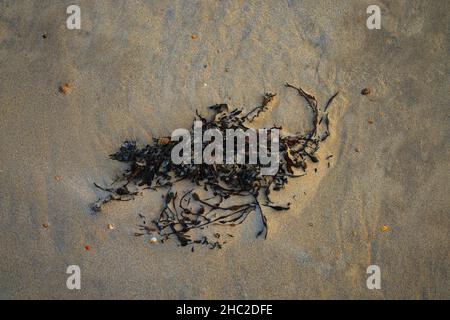 Dry Bladder wrack seaweed on Knockvologan beach, Isle of Mull. Stock Photo