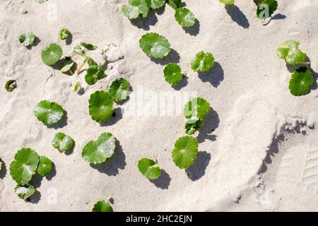 Little green leaves of a plant grows under the sand on a beach in Atlantida, Canelones, Uruguay. Stock Photo