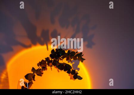 Projecting sunset lamp illuminates a branch of Eucalyptus cinerea. Aesthetic minimalistic background with shadow and copy space Stock Photo