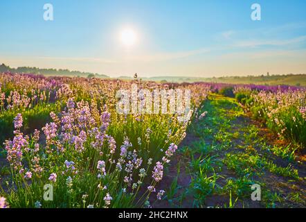 The low angle view of Nana Alba white lavender plants in the field Stock Photo