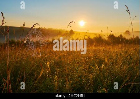 The sunrise over the hazy meadow with tall grasses, wildflowers and spider web in the foreground Stock Photo