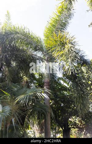 Wodyetia bifurcata - foxtail palm. Stock Photo