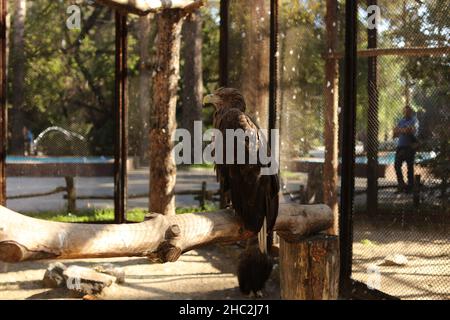 A war eagle sitting on a branch in a zoo cage Stock Photo