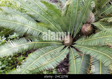 Dioon edule - the chestnut dioon. Stock Photo