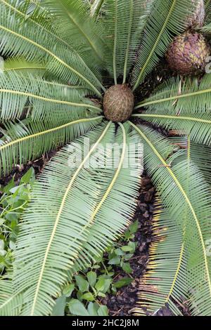 Dioon edule - the chestnut dioon. Stock Photo