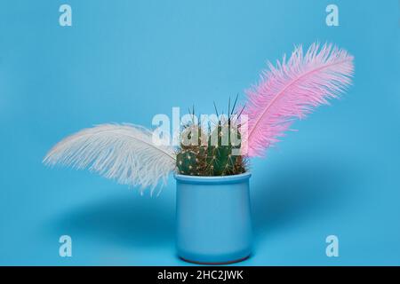 Green cactus and colored feathers in a blue pot on a blue background with a copy space Stock Photo