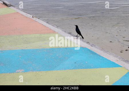 A black bird on a colorful painted walkway. Stock Photo