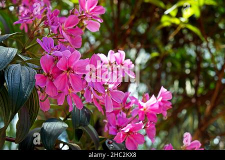 Purple princess flower (Tibouchina granulosa) Stock Photo