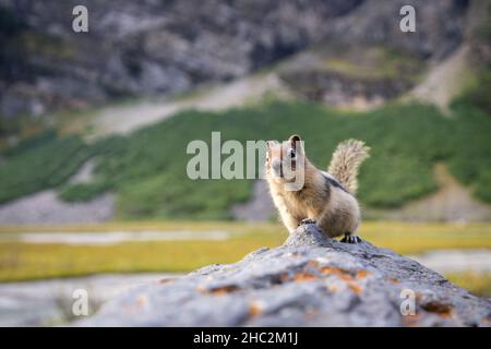 Curious chipmunk on the rock getting closer to the camera. Closeup shot from Canadian Rockies Stock Photo
