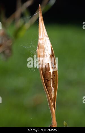 A milkweed seed pod opens to reveal the seeds attached to silky filaments inside ready to be taken away in the breeze. Stock Photo