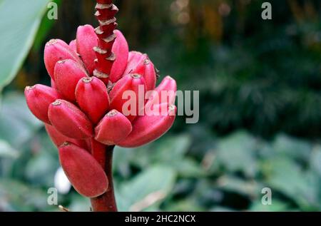 Pink velvet bananas (Musa velutina) Stock Photo