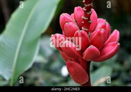 Pink velvet bananas (Musa velutina) Stock Photo