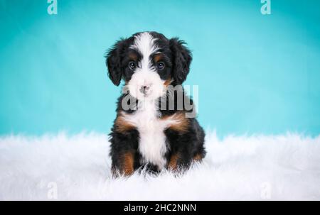 Mini Bernedoodle puppy sitting in fluffy shag carpet looking at camera with teal background Stock Photo