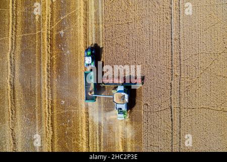 Aerial view of combine harvester and tractor with trailer harvesting rapeseed field in summer Stock Photo