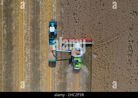 Aerial view of combine harvester and tractor with trailer harvesting rapeseed field in summer Stock Photo