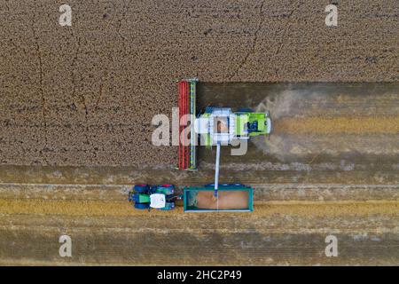 Aerial view of combine harvester and tractor with trailer harvesting rapeseed field in summer Stock Photo