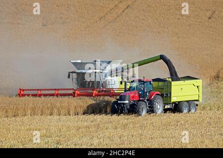 Combine harvester and tractor with trailer harvesting rapeseed field in summer Stock Photo