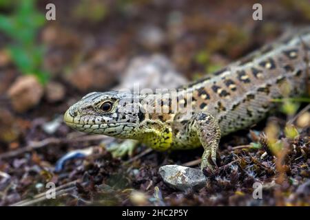 Sand lizard (Lacerta agilis) close-up portrait of female in heathland in summer Stock Photo