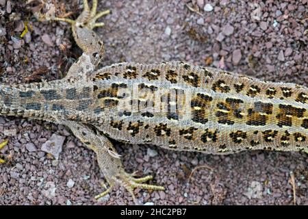 Sand lizard (Lacerta agilis) close-up of female shedding old skin from hind legs in summer Stock Photo