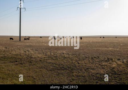 Cows grazing on steppe pastures in Kazakhstan, near Astana Stock Photo