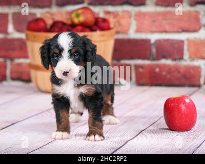 Tri-colored Bernedoodle Puppy standing in front of brick wall. Apples in basket in background. Stock Photo