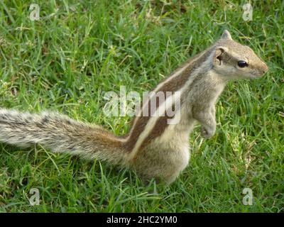 Cute little chipmunk is standing in the grass