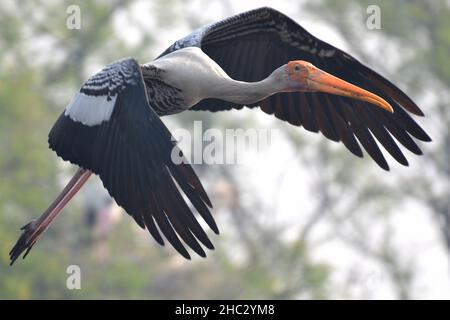 Flying painted stork at Keoladeo Ghana NP Stock Photo