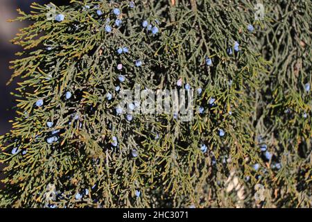 Branch with fresh Juniperus. Juniperus virginiana in October laden with ripe cones Stock Photo