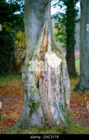 tree trunk with exposed wood from the loss of a snapped branch Stock Photo