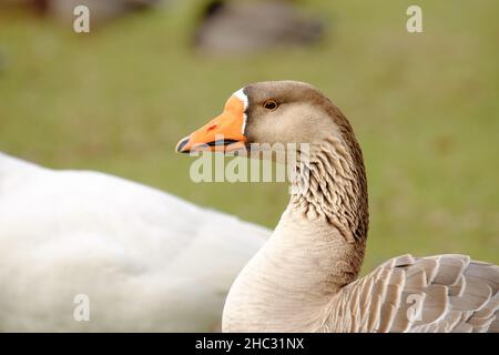 Geese walking on the beach close to the pond in city park Stock Photo