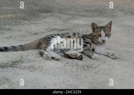 Tabby cat lying down and waiting after bird hunting. Focus on cat's face. Stock Photo