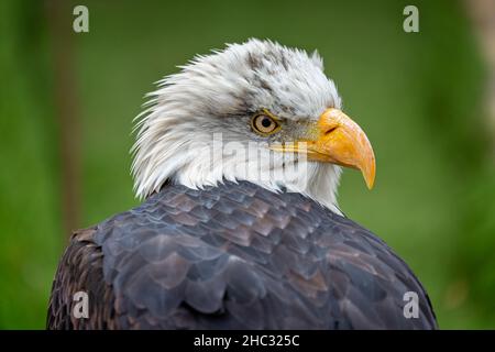 Close up profile view of an adult  Bald Eagle Stock Photo