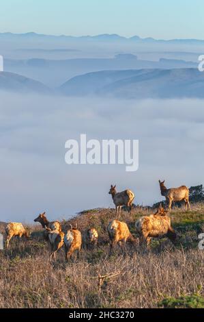 Herd of female tule elks, with lower fog cover the Tomales Bay in background, at Point Reyes National Seashore, California, in early morning. Stock Photo