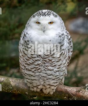 Close up of a large Snowy Owl perched on branch. Stock Photo